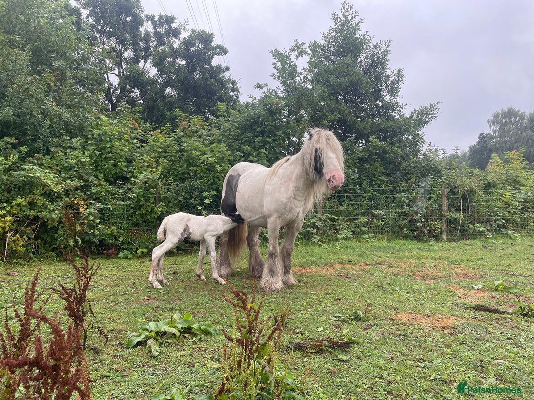 Irish Cob horses for sale: Traditional Cob & Filly Foal at Foot - Image 7