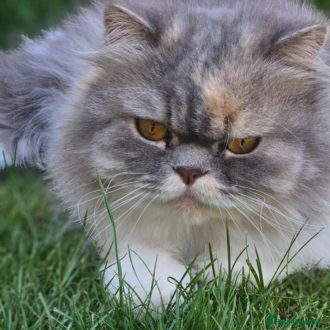 Persian cats for sale: 2 year old Persian female  in Crawley - Advert 1