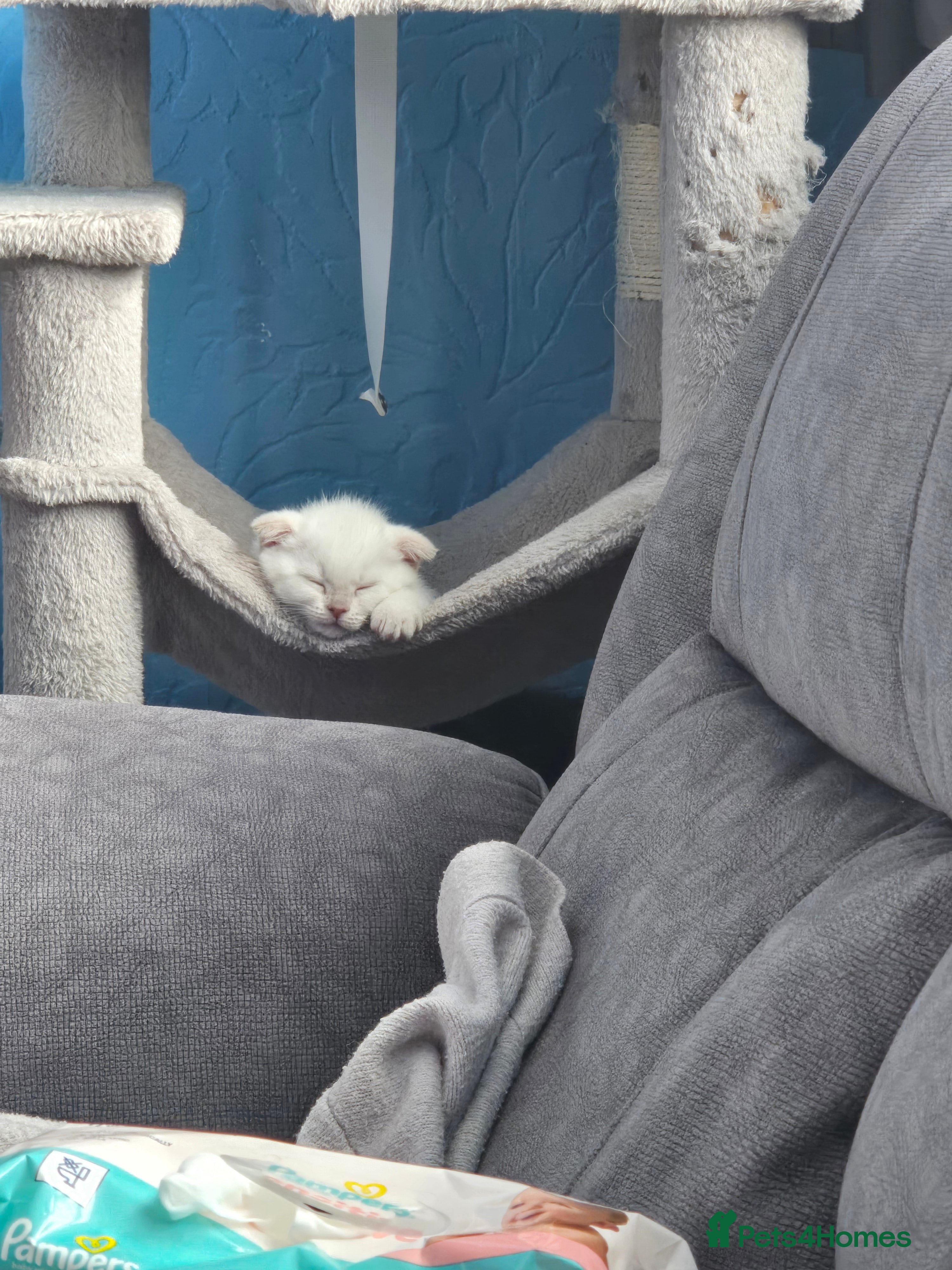 Scottish Fold cats 4 Beautiful Kittens Ready Soon 🐾 - Advert 2