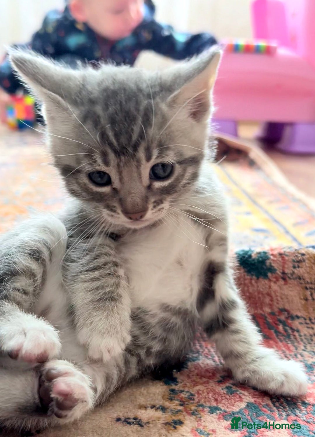 Bengal cats for sale: bengal kittens - Image 15