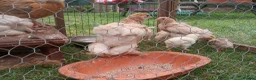 Chickens poultry for sale: 4 weeks old Brahma chicks,  7 weeks old chicks - Advert 3