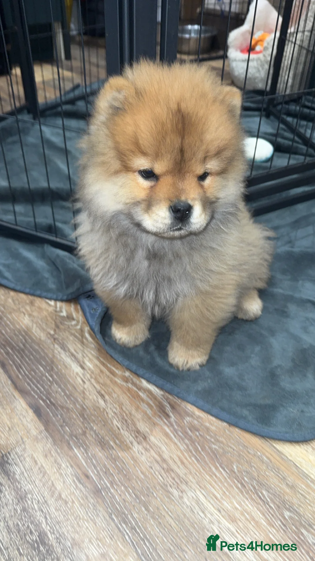 Chow Chow dogs for sale: Sir Otto - Advert 2