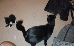 Mixed Breed cats for sale: 3 Kittens for Sale  - Image 1