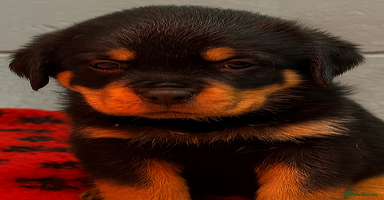 Rottweiler dogs - Advert 11