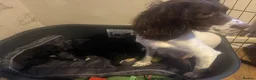 Mixed Breed dogs for sale: Sproodles - Advert 14