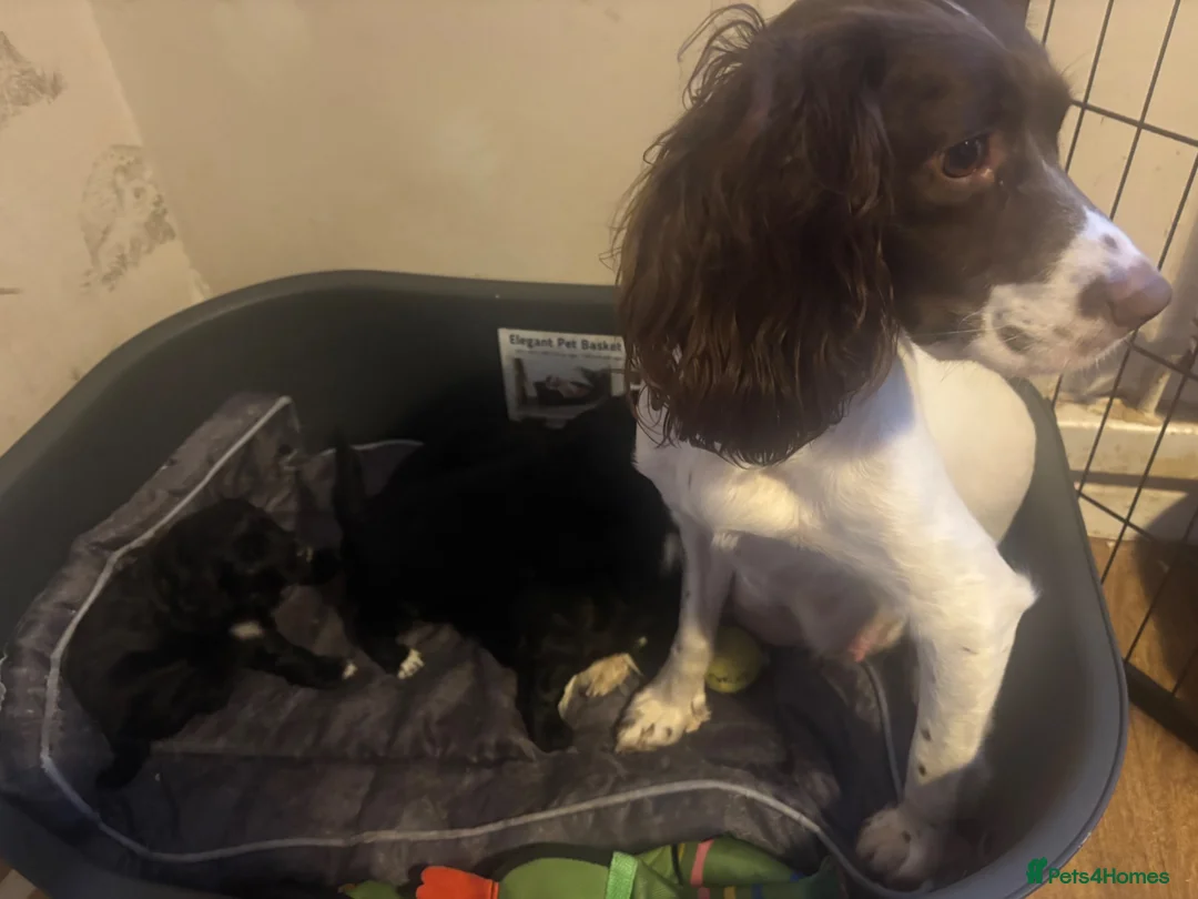 Mixed Breed dogs for sale: Sproodles - Advert 14