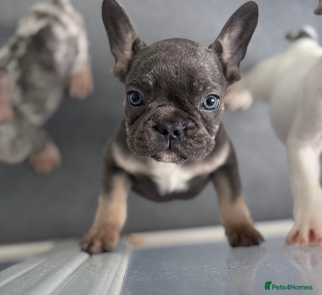 French Bulldog dogs for sale: Playful Frenchie Pups Ready 4 Their Forever Homes - Image 18