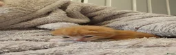 Domestic Shorthair cats for sale: Last ginger boy available - Advert 6