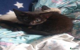Domestic Shorthair cats for sale: Ghost tabby - Image 5