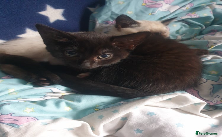 Domestic Shorthair cats - Advert 4