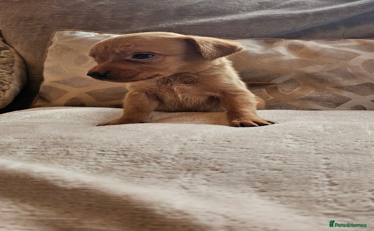 Labrador Retriever dogs - Advert 15