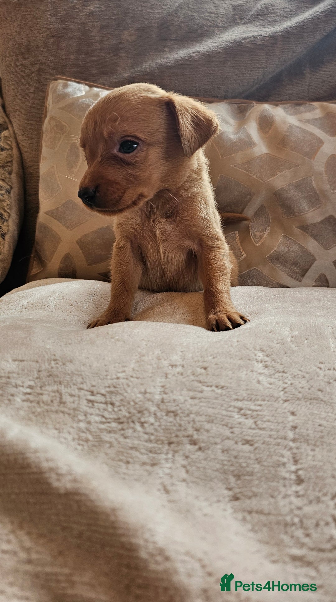 Labrador Retriever dogs for sale: THE LAST KC FOX RED GIRL READY TO LEAVE NOW  - Image 1