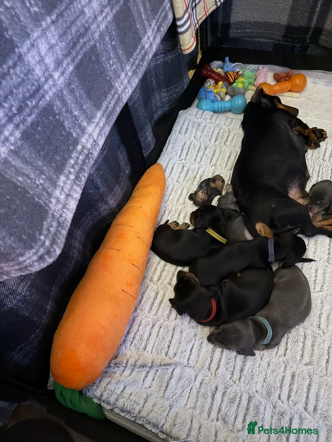 Dachshund dogs for sale: ONLY 1 DACHSHUND FEMALE LEFT DOLLY - Advert 10