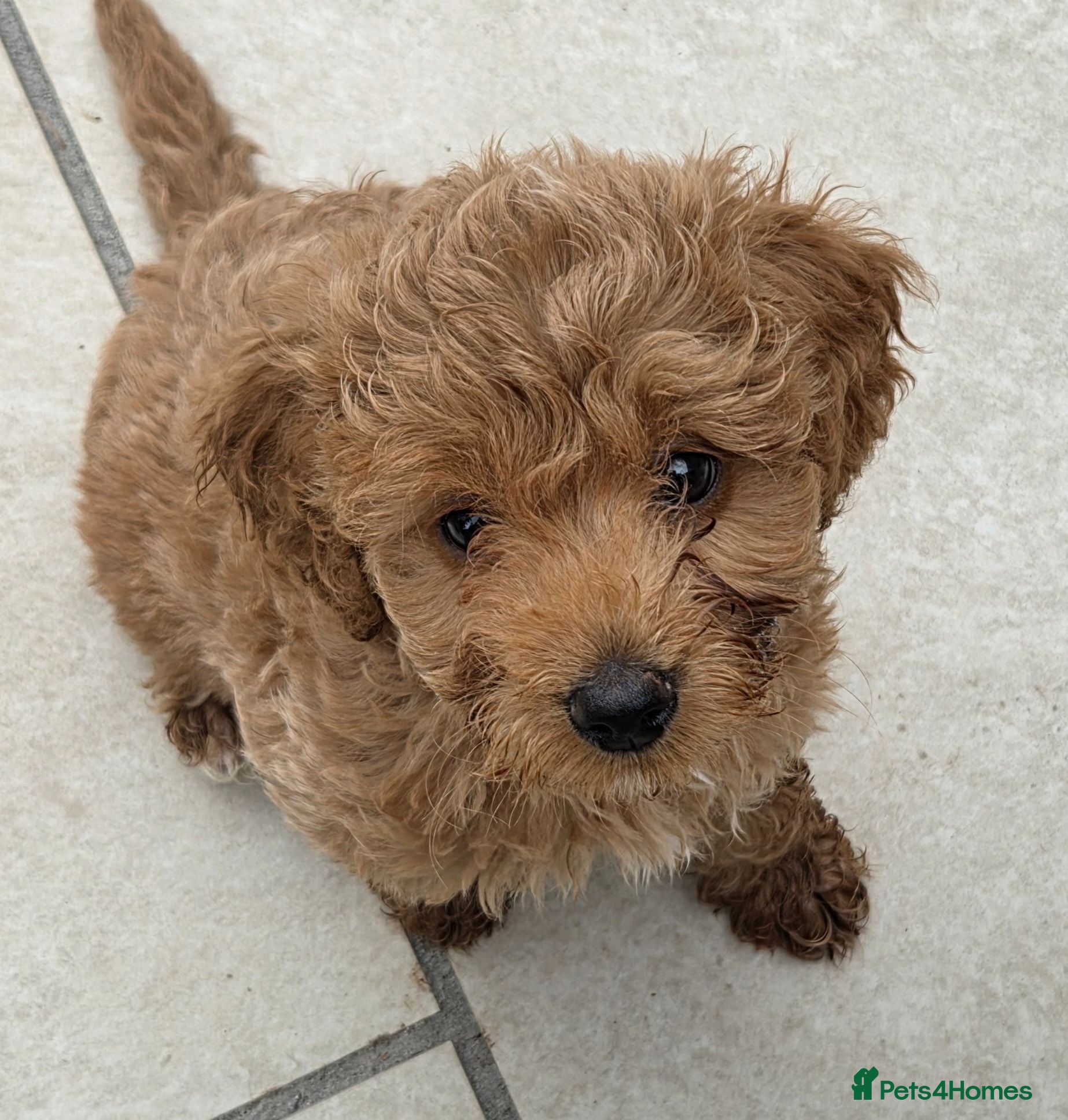 Cockapoo dogs Ready Now!! 1 beautiful male left - Advert 1