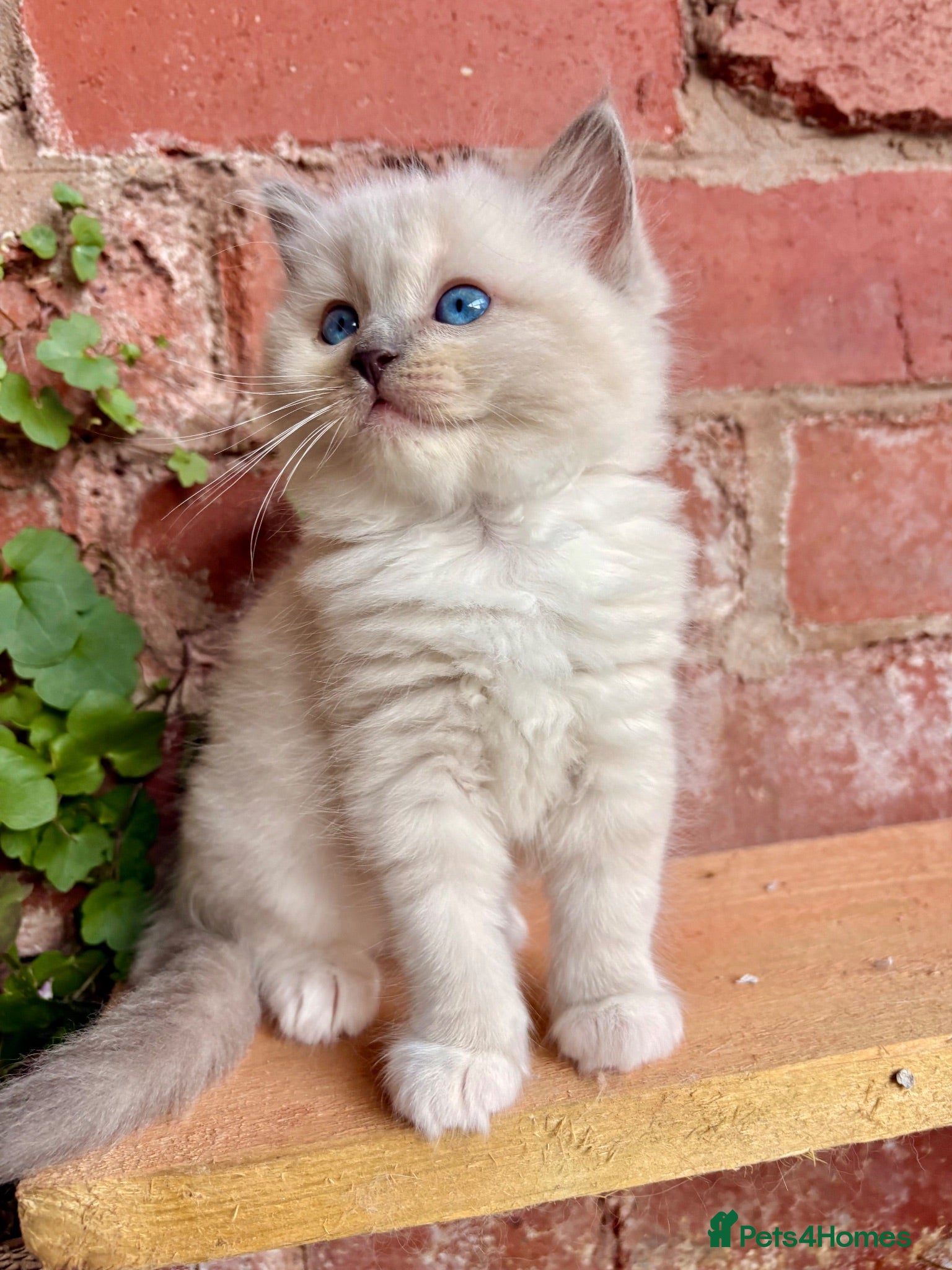 Ragdoll cats 🏆✨TICA Pedigree, health clear Ragdoll kittens ✨🏆 - Advert 15
