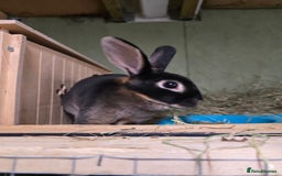Rex rabbits for sale: Rescue 2 mini rex females bonded bunnies 4 months  - Image 2