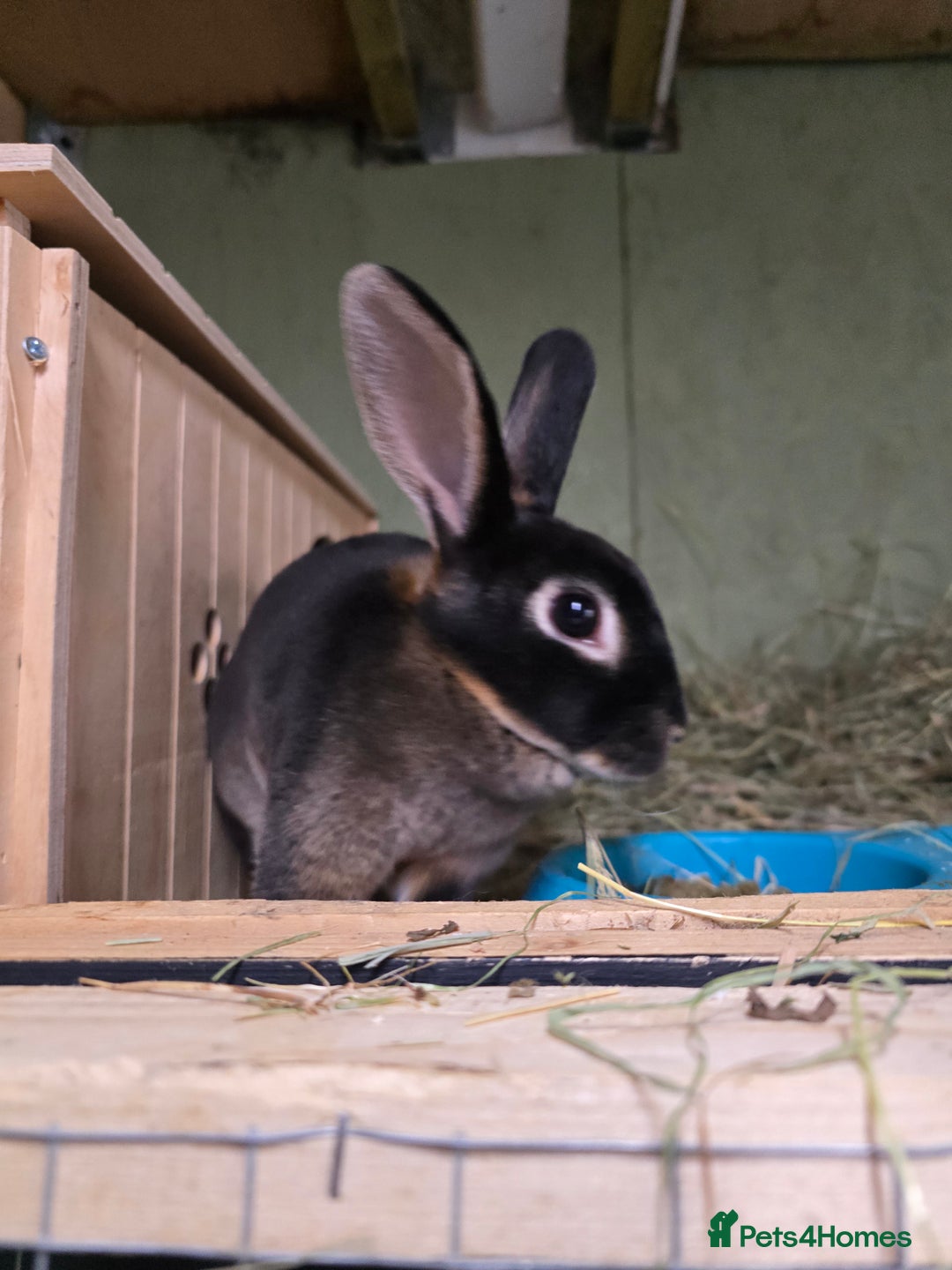 Rex rabbits for sale: Rescue 2 mini rex females bonded bunnies 4 months  - Image 2