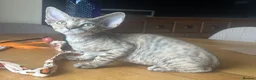 Devon Rex cats for sale:  Pedigree Devon Rex Kittens. Pet Homes Only  - Advert 16