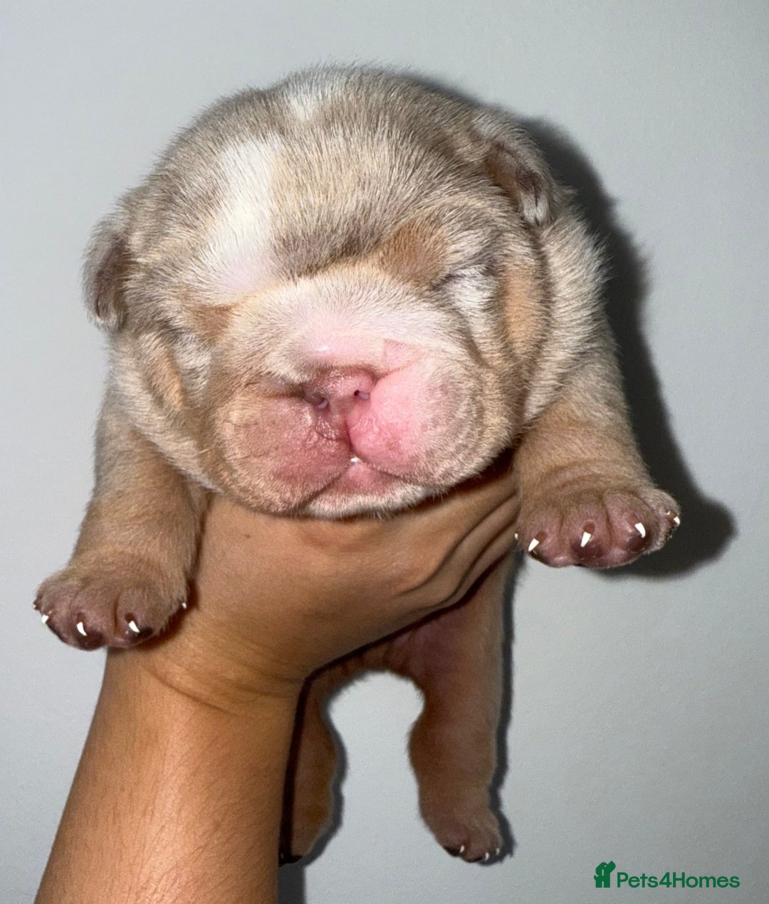 English Bulldog dogs for sale: Beautiful Lilac Tri English Bulldogs - Image 5