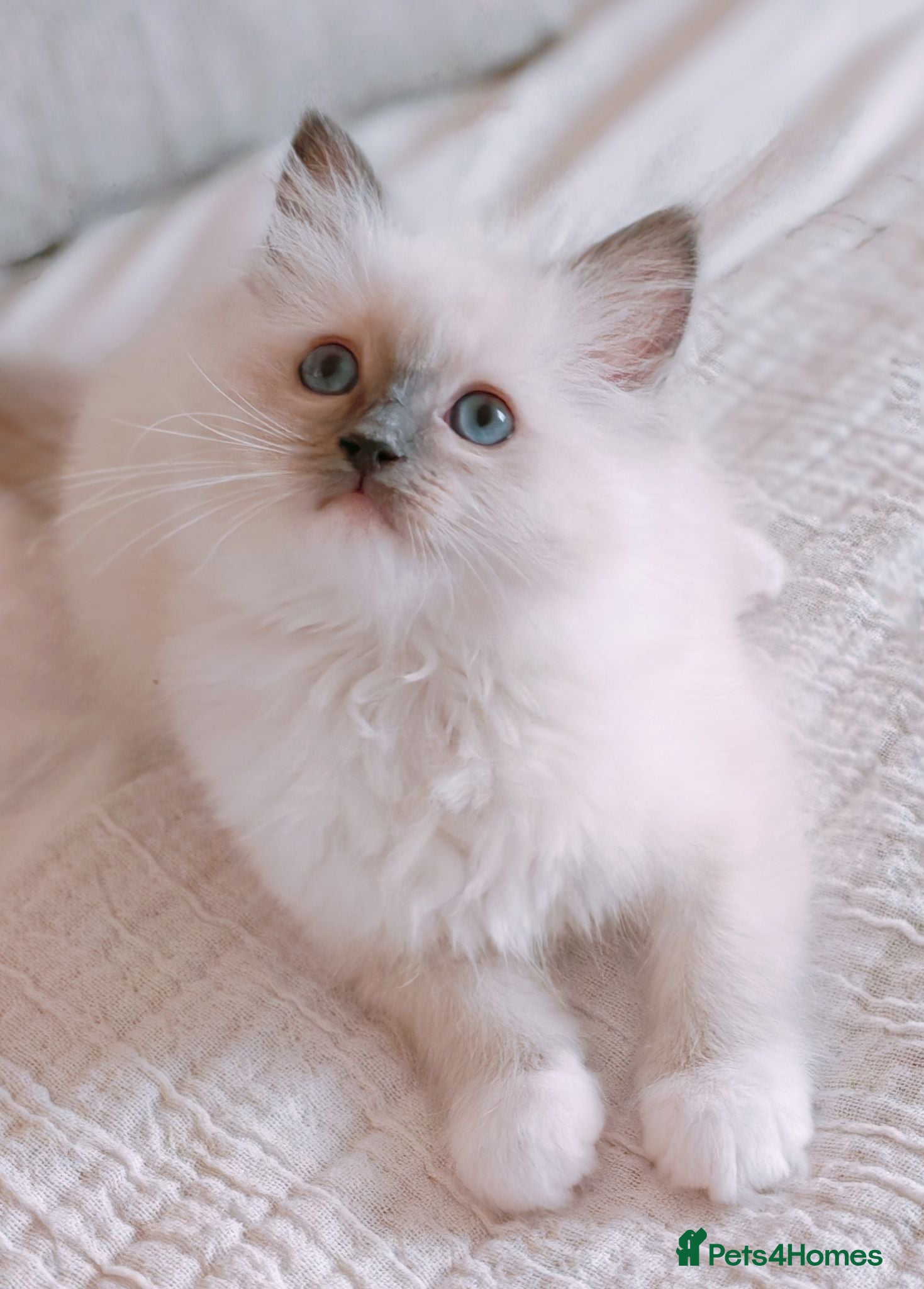 Ragdoll cats Raised with Love, looking for forever homes 🏠❤️ - Advert 2