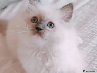Ragdoll cats Raised with Love, looking for forever homes 🏠❤️ - Advert 2