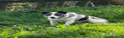 Border Collie dogs for sale: Beautiful Border Collie puppies - Advert 2