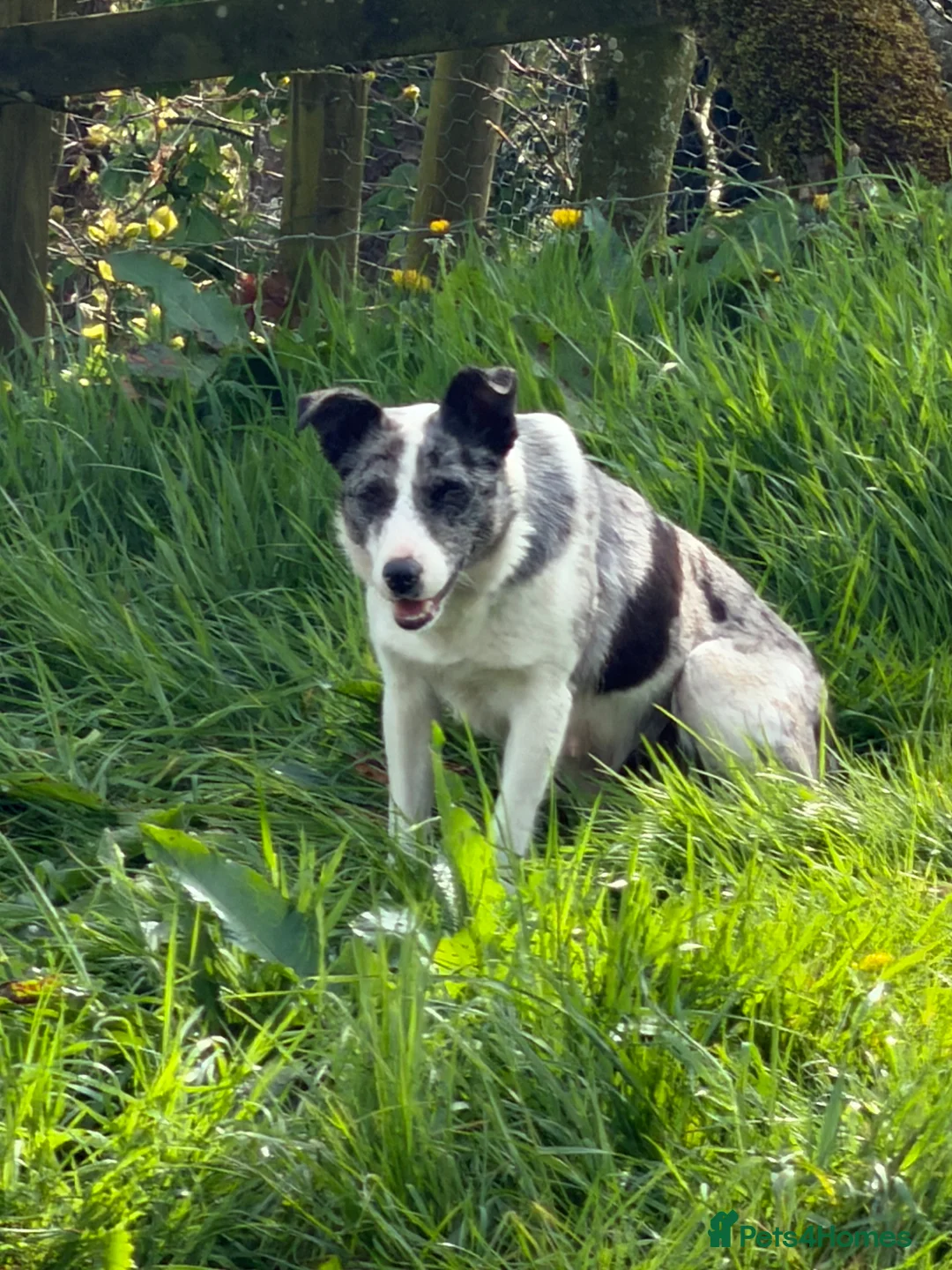 Border Collie dogs for sale: Beautiful Border Collie puppies - Advert 2