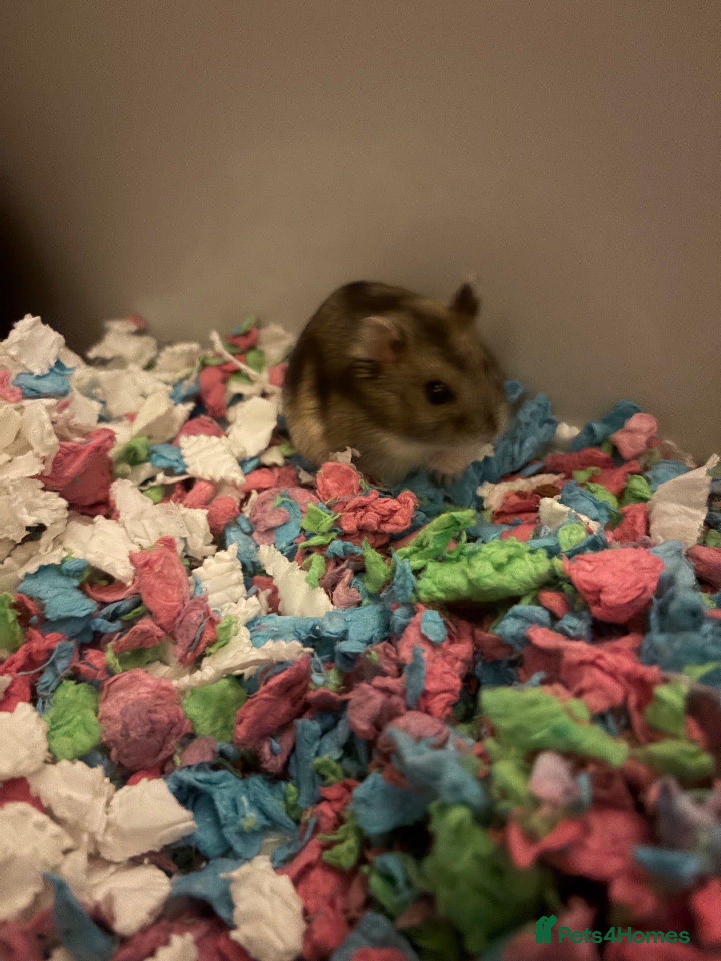 Hamster rodents **Hamster & cage for sale** - Advert 6