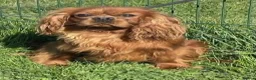 Cavalier King Charles Spaniel dogs for sale: KC Registered Cavalier King Charles Spaniel Puppys in Gravesend - Advert 14