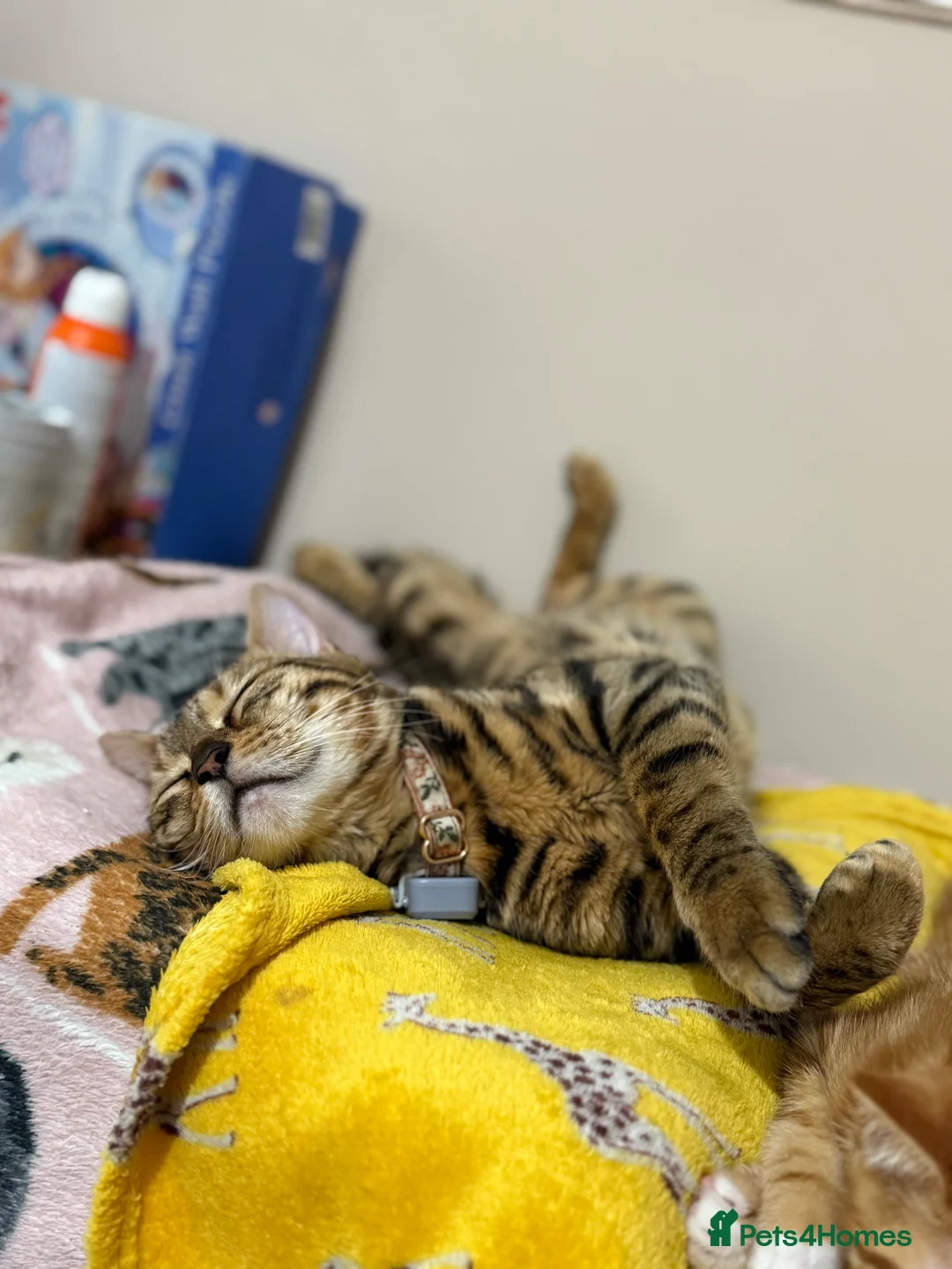 Bengal cats for sale: 3 Beautiful unique Bengal Babies  - Advert 4