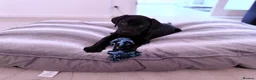 Labrador Retriever dogs for sale: Black Labrador Retriever  - Advert 3
