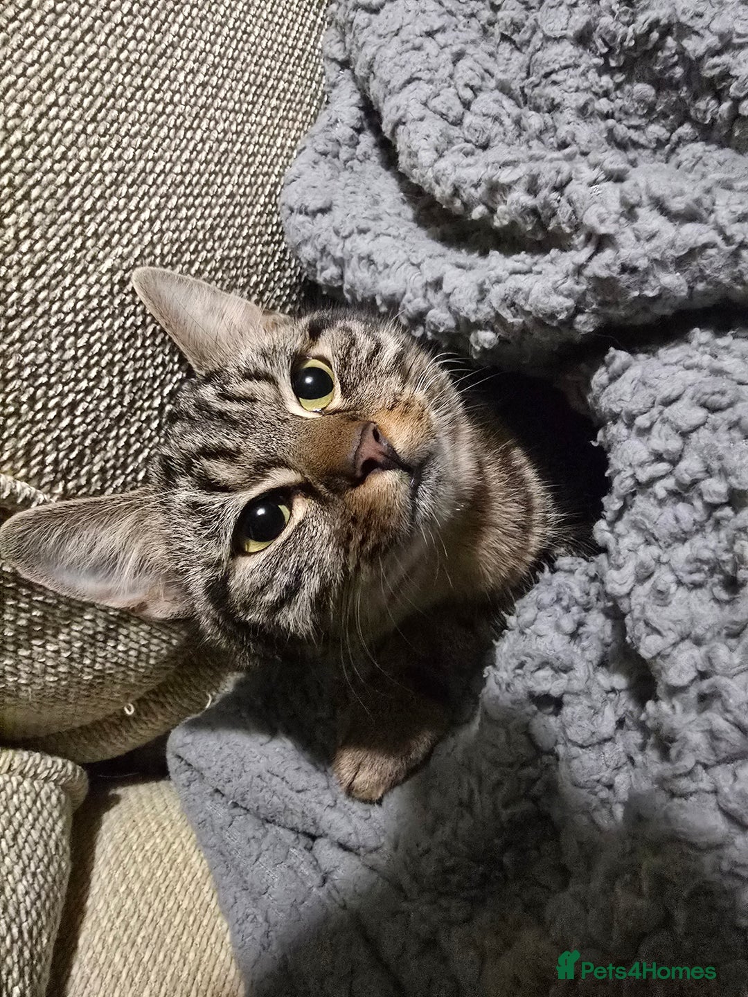 Mixed Breed cats for sale: 1 Female Cat £10 not £50 - Advert 4