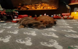 Miniature Dachshund dogs for sale: Miniature long haired daschunds  - Advert 3