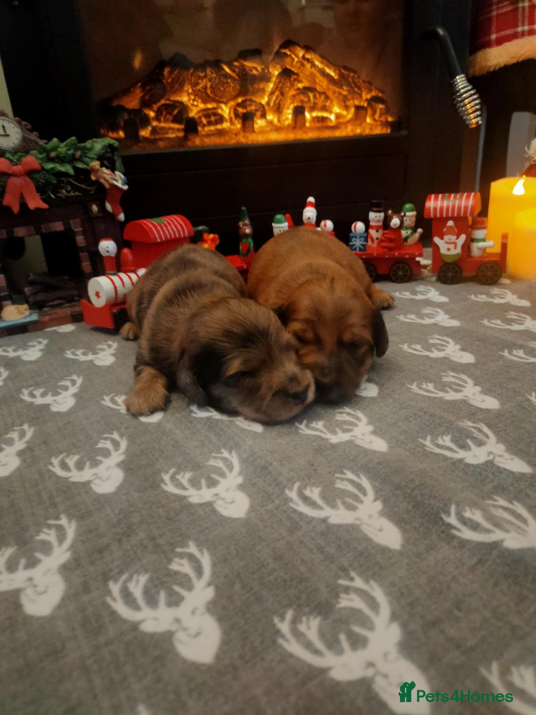 Miniature Dachshund dogs for sale: Miniature long haired daschunds  - Advert 3