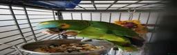 Parrots birds for sale: Blue Fronted Amazon  - Advert 7