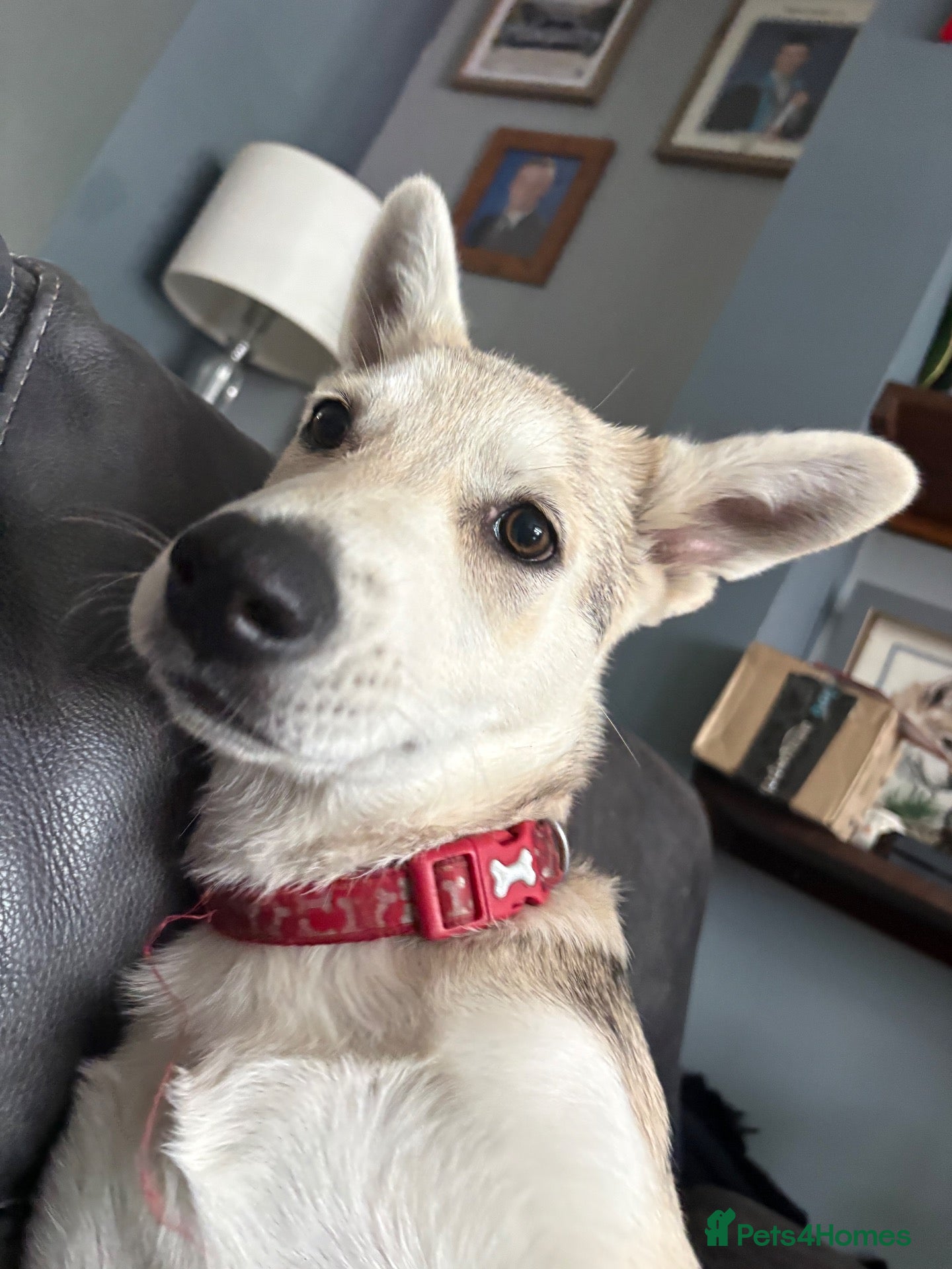 Mixed Breed dogs White swiss shepherd /Low Content Wolfdog puppies  - Advert 11