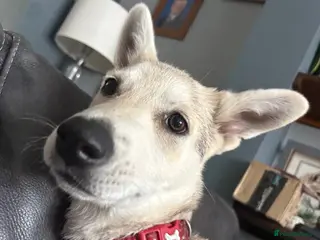 Mixed Breed dogs White swiss shepherd /Low Content Wolfdog puppies - Advert 11