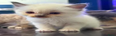 Ragdoll 3