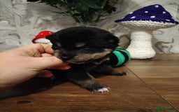 Japanese Shiba Inu dogs for sale: Well bred Japanese shiba inu puppies  - Image 34