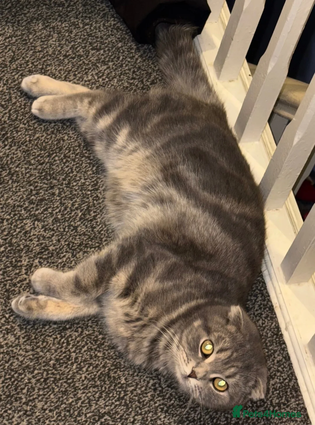 Scottish Fold cats for sale: Scottish fold X BSH - Advert 7