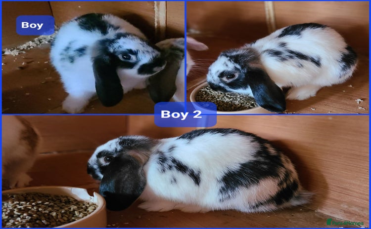 Mixed Breed rabbits - Advert 1