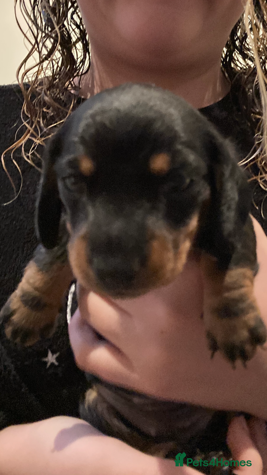 Dachshund dogs for sale: 2 miniature Dashhounds available  - Advert 17