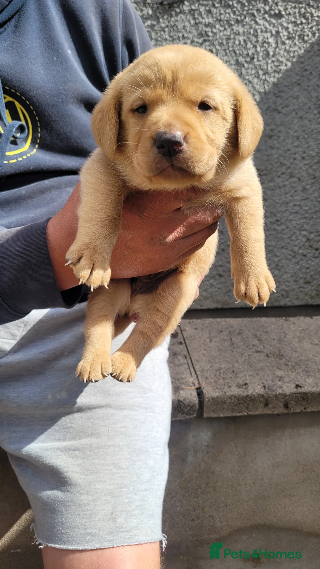 Labrador Retriever dogs for sale: Labrador puppies looking new homes 🐾 - Advert 8