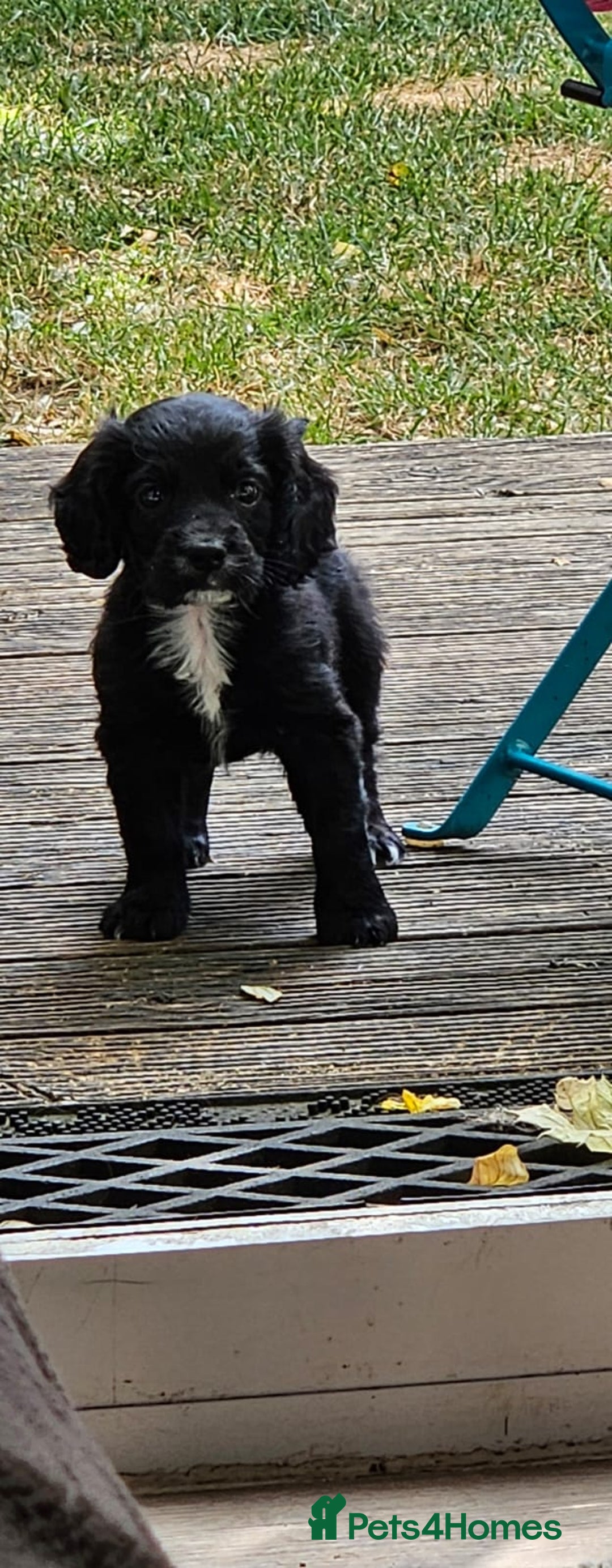 Cocker Spaniel dogs for sale: Cockerspaniel black girl - Image 4