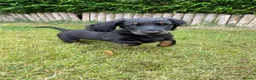 Miniature Dachshund dogs for sale: Miniature long haired dachshunds  - Advert 7