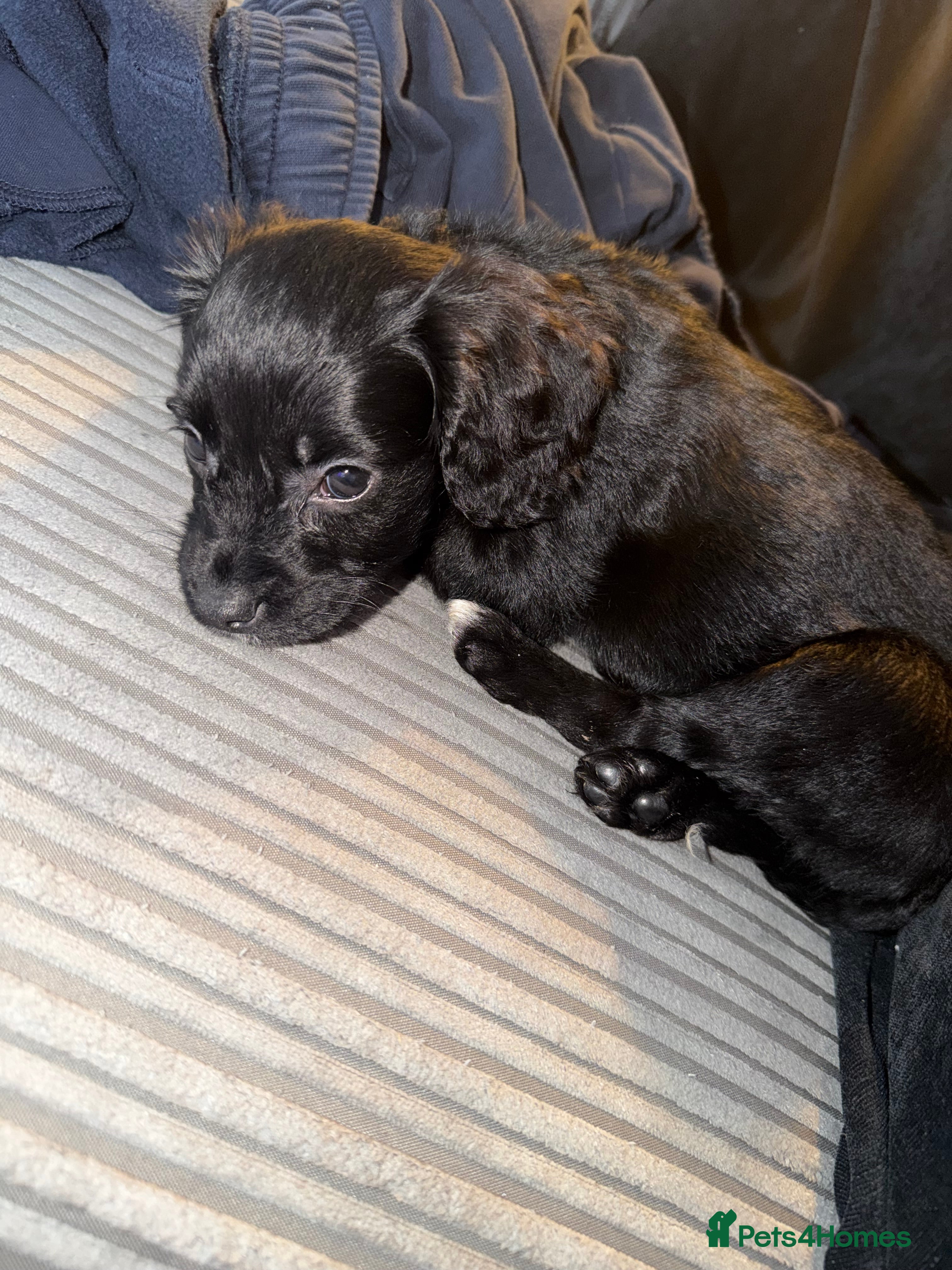 Sprocker dogs Bonnie  - Advert 4