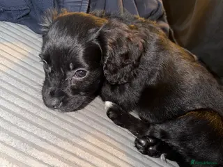 Sprocker dogs Bonnie - Advert 4