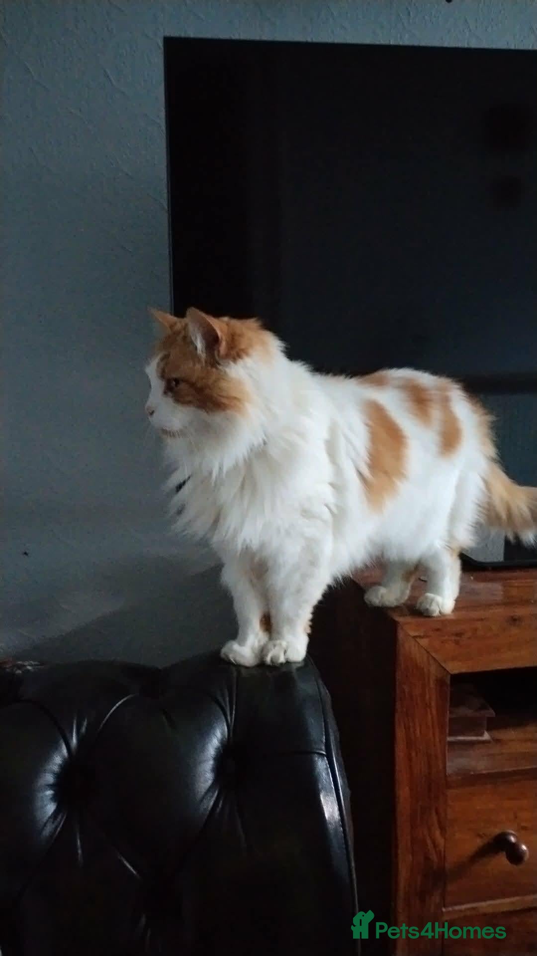 Mixed Breed cats Long haired cat - Advert 4
