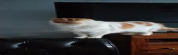 Mixed Breed cats for sale: Long haired cat in Ferndale - Advert 1