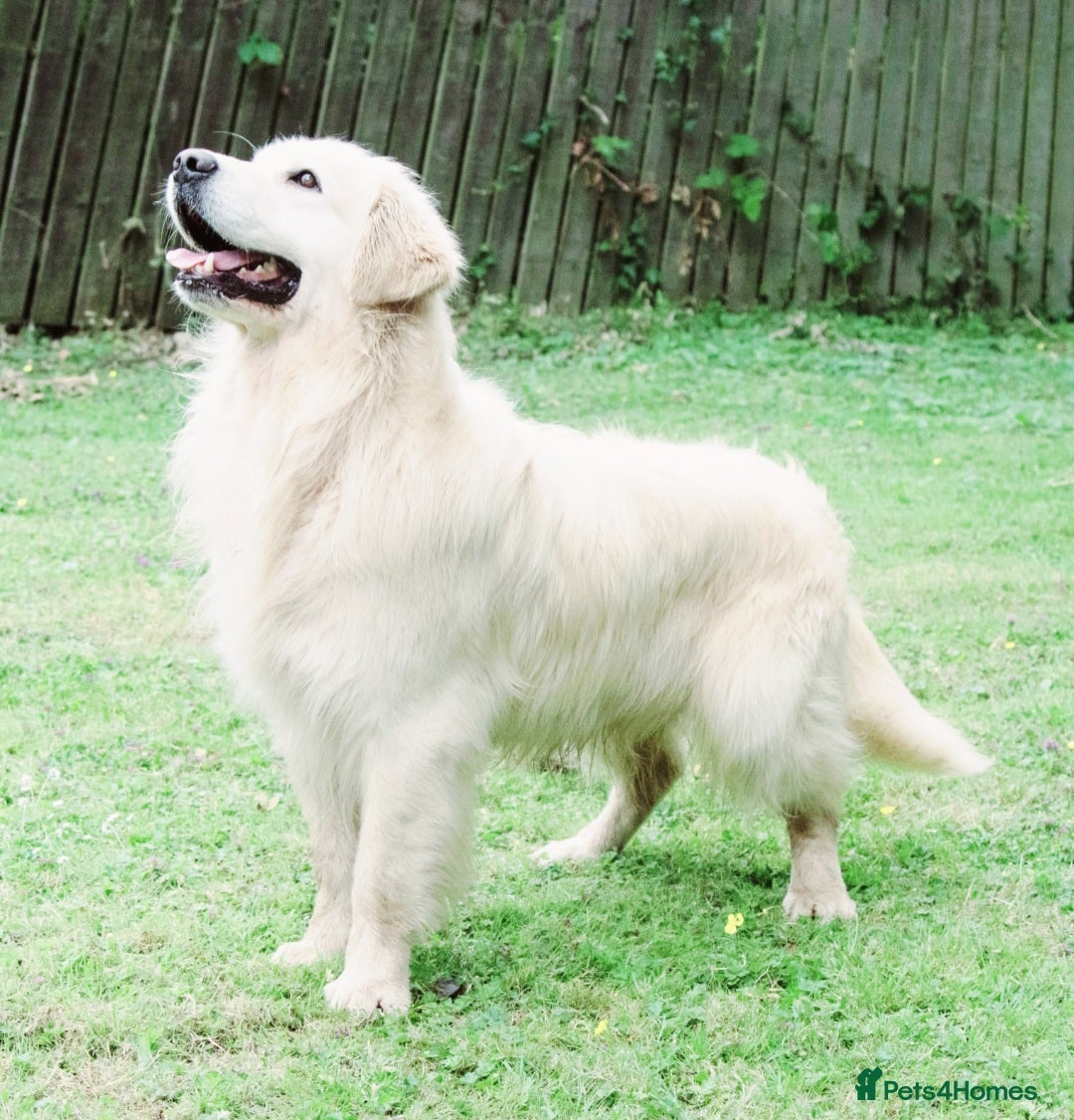 Golden Retriever dogs for sale: Newmiller Retrievers Litter Announcement  - Image 6